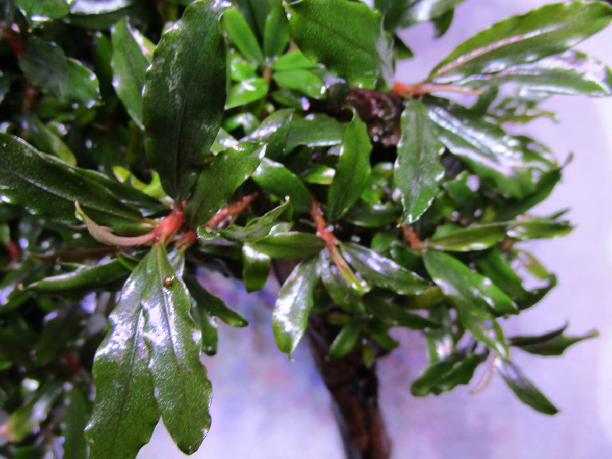 ブセファランドラ 水の草》ブセファランドラspクアラクアヤンtype１ 《水の草 ☆大吉草☆ブセファランドラspシンタンカユラピス sp スケルトンキング 水草 10株 TypeＢ obtusatum 水草屋～極～Blechnum CLOUD 1株 | francii d