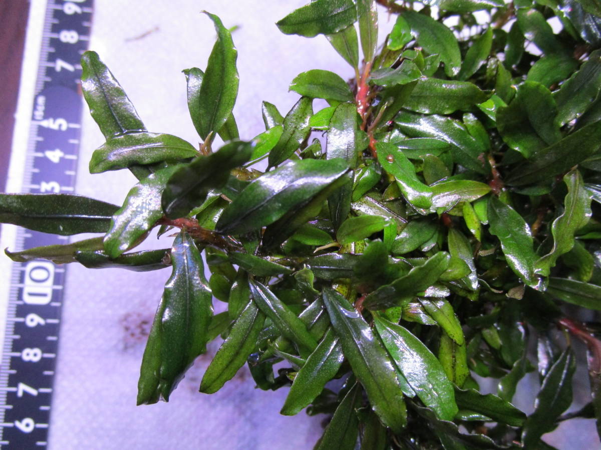 ブセファランドラ 水の草》ブセファランドラspクアラクアヤンtype１ 《水の草 ☆大吉草☆ブセファランドラspシンタンカユラピス sp スケルトンキング 水草 10株 TypeＢ obtusatum 水草屋～極～Blechnum CLOUD 1株 | francii d
