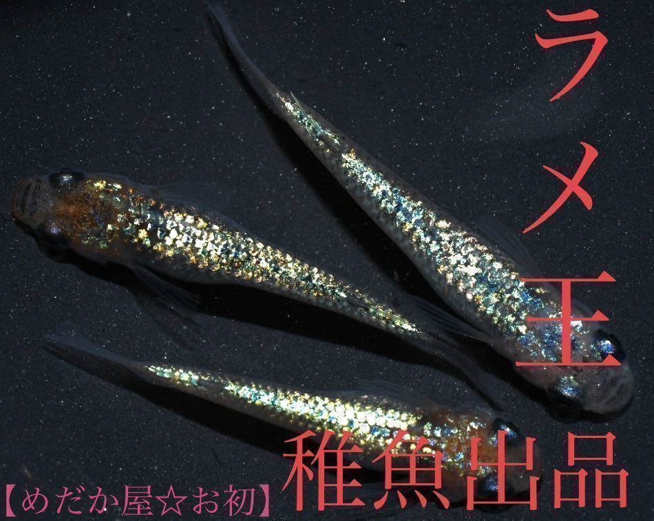 お初]稚魚出品☆超極上【ラメ王】稚魚5匹 道三めだか様直系 F 極ラメ