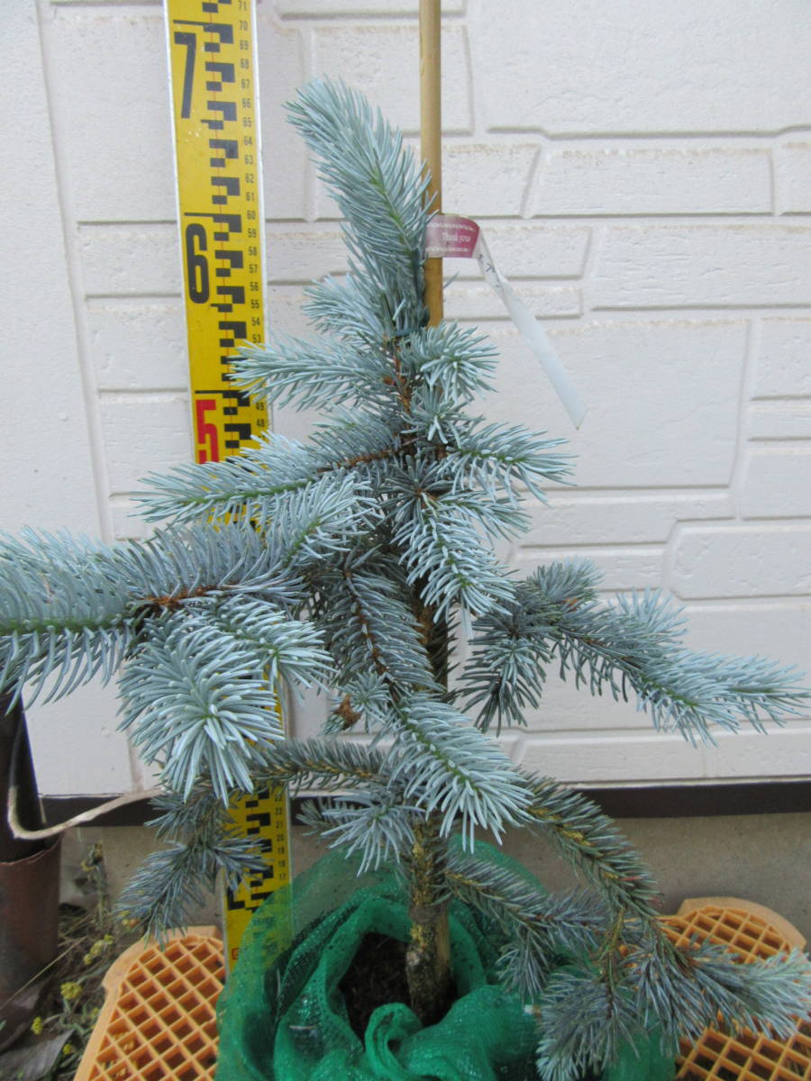 プンゲンストウヒ ホプシー コニファー 品薄品 Zhivkorm By