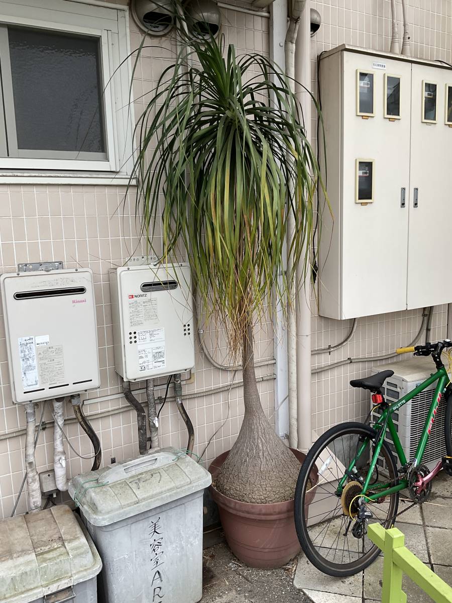 53 割引 千葉県柏市発 観葉植物 名称不明 非常に重い 取りに来ていただける方歓迎 Lestissuscolbert Wien