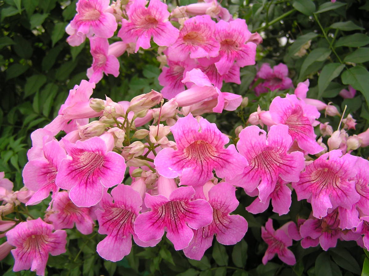 ノウゼンカズラ ピンクレディ いい香り その他 売買されたオークション情報 Yahooの商品情報をアーカイブ公開 オークファン Aucfan Com