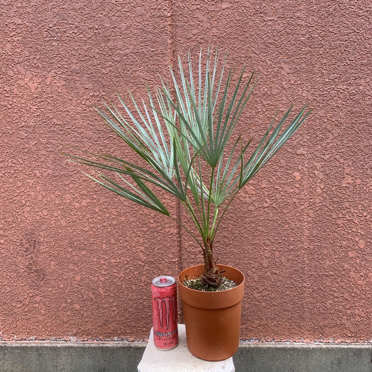 Pof］serenoa repens silver セレノア・レペンス・シルバー (Silver 