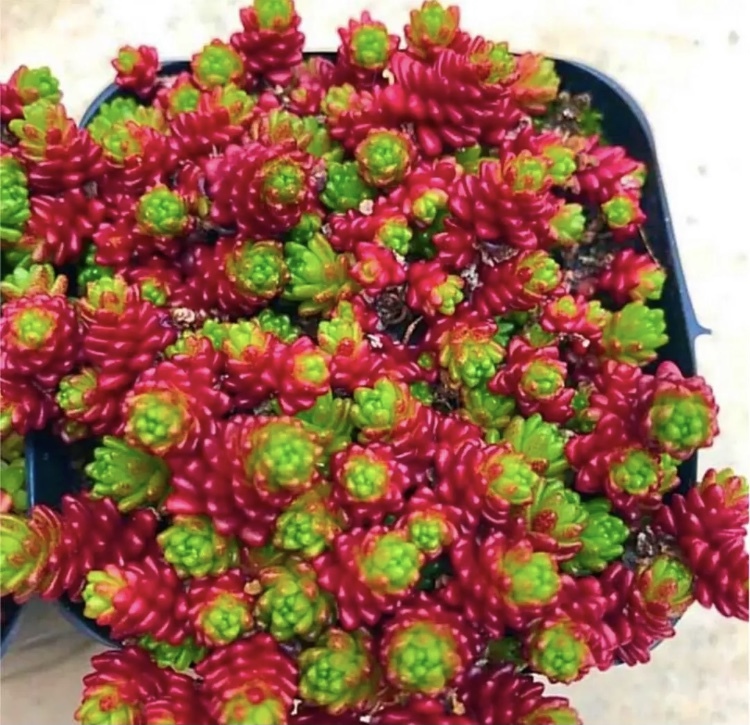 多肉植物 セダム 森村万年草 モリムラマンネングサ その他 売買されたオークション情報 Yahooの商品情報をアーカイブ公開 オークファン Aucfan Com