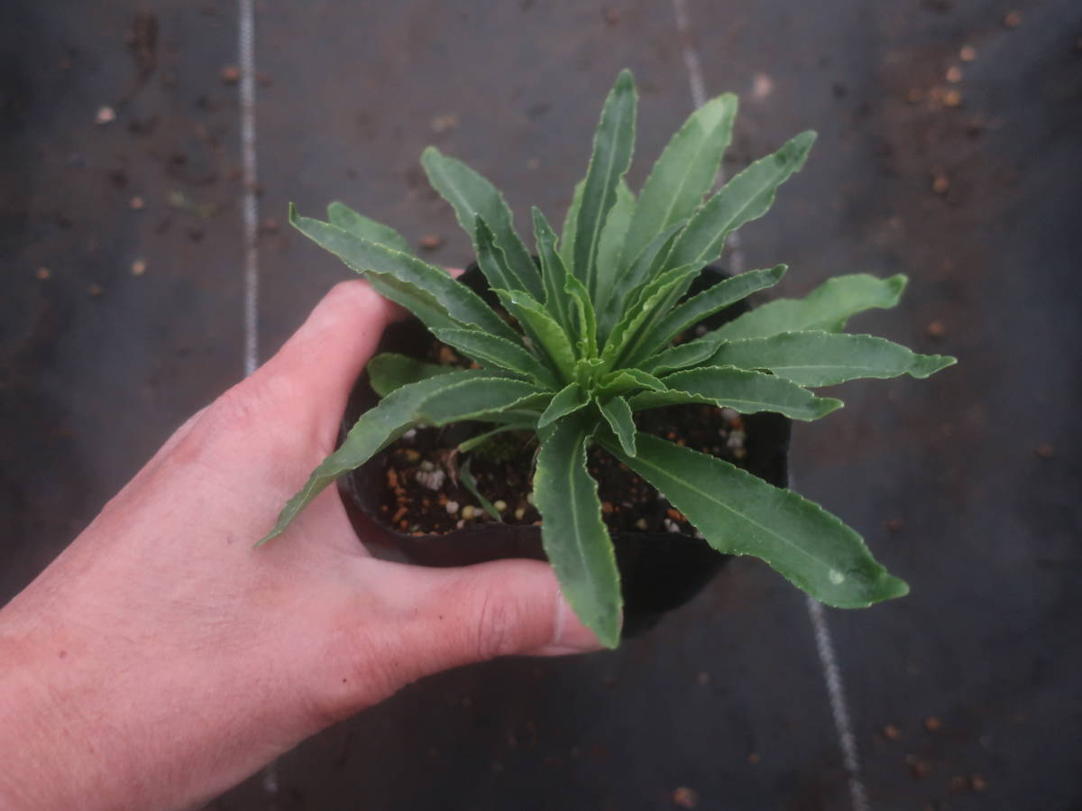 八重咲き カンパニュラ ホワイトティアラ ツリガネソウ 釣鐘草 切り花 耐寒 宿根 草花 宿根草 山野草 切花 地植え 鉢植え ガーデニング 花 売買されたオークション情報 Yahooの商品情報をアーカイブ公開 オークファン Aucfan Com