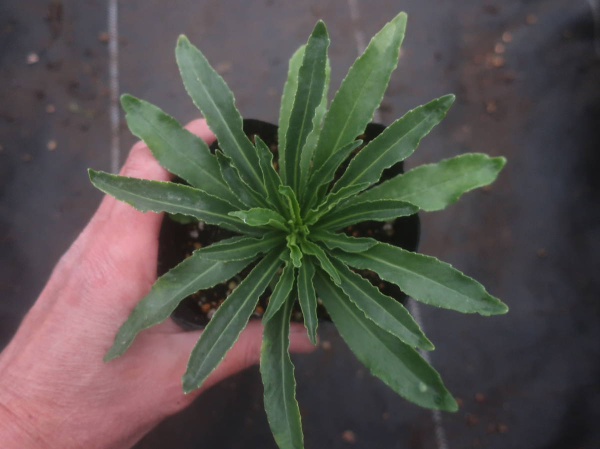 八重咲き カンパニュラ ホワイトティアラ ツリガネソウ 釣鐘草 切り花 耐寒 宿根 草花 宿根草 山野草 切花 地植え 鉢植え ガーデニング 花 売買されたオークション情報 Yahooの商品情報をアーカイブ公開 オークファン Aucfan Com