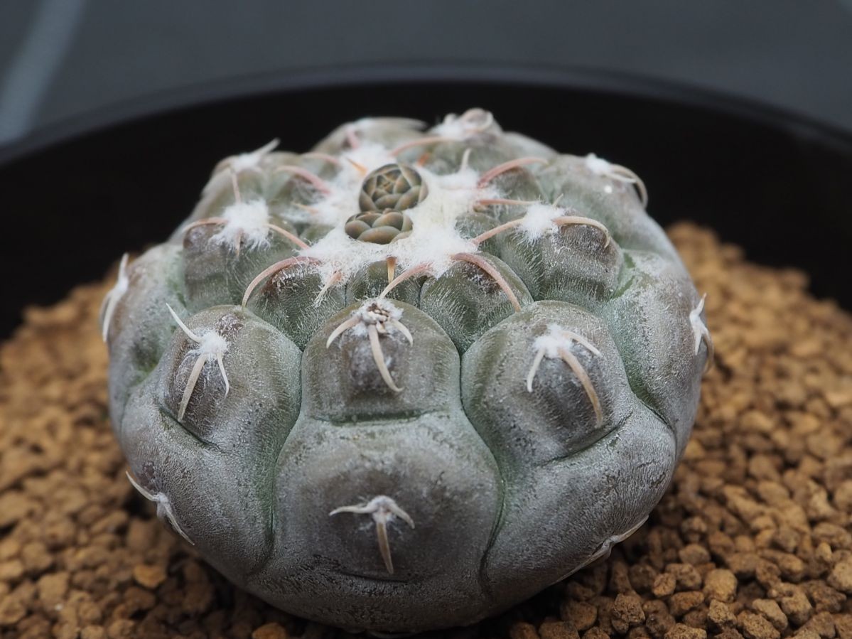 Rr 極美 黒いボディに白粉 ギムノ プロチャズキアナム Gymnocalycium Prochazkianum 1株 21年輸入実生苗 サボテン 売買されたオークション情報 Yahooの商品情報をアーカイブ公開 オークファン Aucfan Com