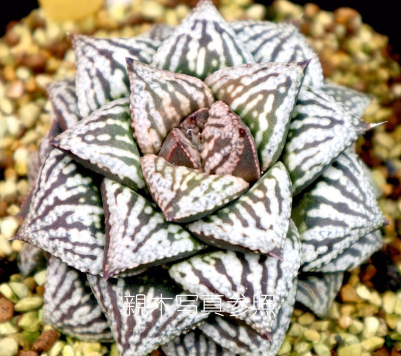 多肉植物 ハオルチア ピクタ 曼蛇羅 多肉植物 ハオルチア ピクタ 曼蛇羅