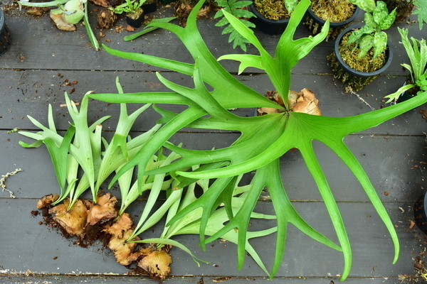 P.alcicorne var.Africa⑦ @bikamori.com ビカクシダ アルシコルネ