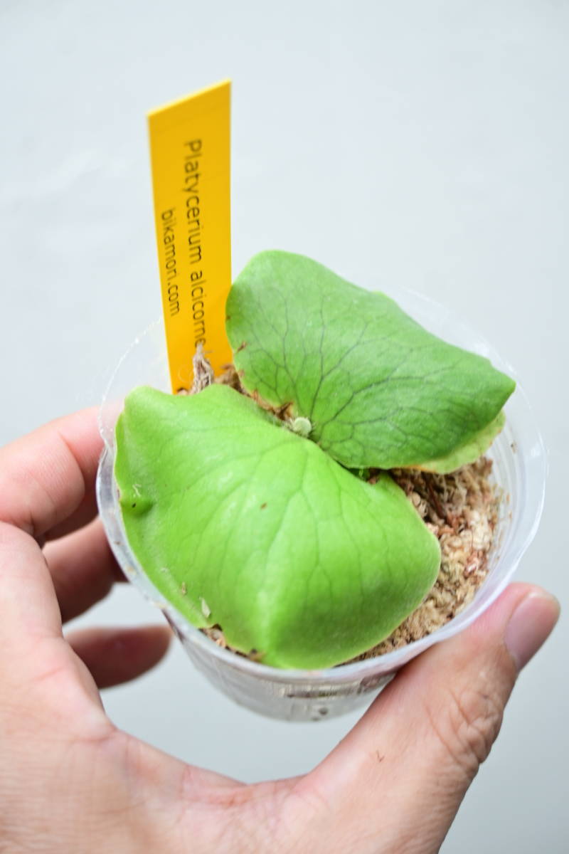 P.alcicorne var.Africa⑦ @bikamori.com ビカクシダ アルシコルネ