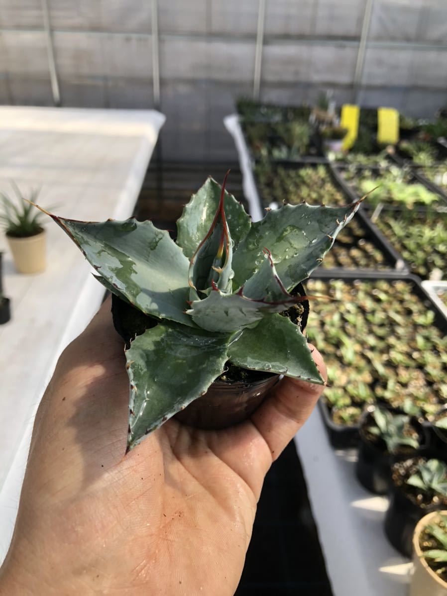 多肉植物 アガベ パラサナ 1 大サイズ アガベ 売買されたオークション情報 Yahooの商品情報をアーカイブ公開 オークファン Aucfan Com 多肉植物 アガベ パラサナ 1 大サイズ アガベ 売買されたオークション情報 Yahooの商品情報をアーカイブ公開 オークファン Aucfan Com