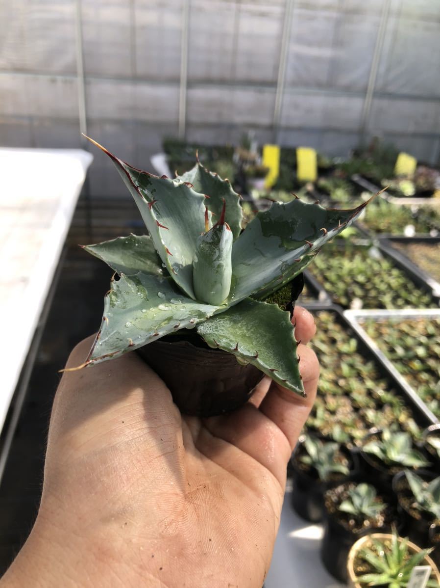 多肉植物 アガベ パラサナ 1 大サイズ アガベ 売買されたオークション情報 Yahooの商品情報をアーカイブ公開 オークファン Aucfan Com 多肉植物 アガベ パラサナ 1 大サイズ アガベ 売買されたオークション情報 Yahooの商品情報をアーカイブ公開 オークファン Aucfan Com