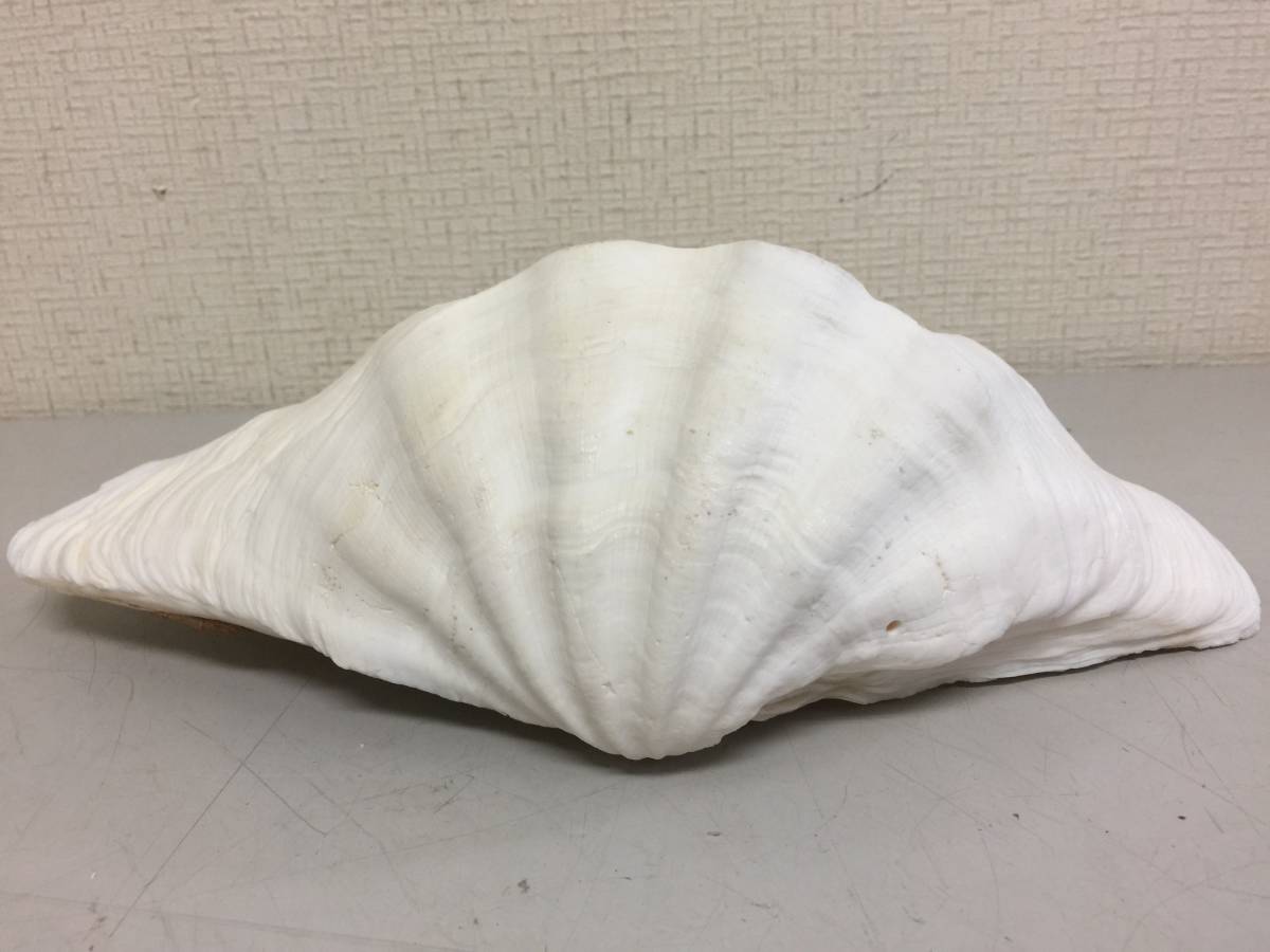 【約30cm】シャコガイ　シャコ貝 ヒレジャコ貝の貝殻（シャコガイ シャコ貝）30cm前後 1組 送料無料
