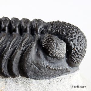 三葉虫のYahoo!オークション(旧ヤフオク!)の相場・価格を見る｜Yahoo