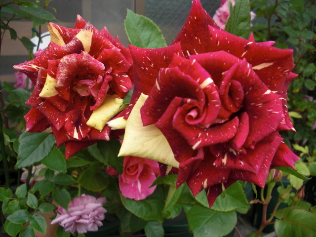 希少切り花種 現在流通なし 入手難 ウイザード挿し木２年苗 Www Jozefschoolarnhem Nl