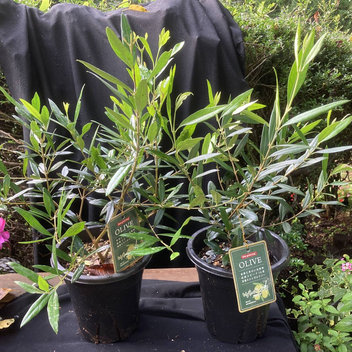 Ssk3 スペイン産 オリーブの木 地植え 幹太 福岡販売 観葉植物 鉢植え メール便なら送料無料 オリーブの木 Ssk3 スペイン産 オリーブの木 地植え 幹太 福岡販売 観葉植物 鉢植え メール便なら送料無料 オリーブの木