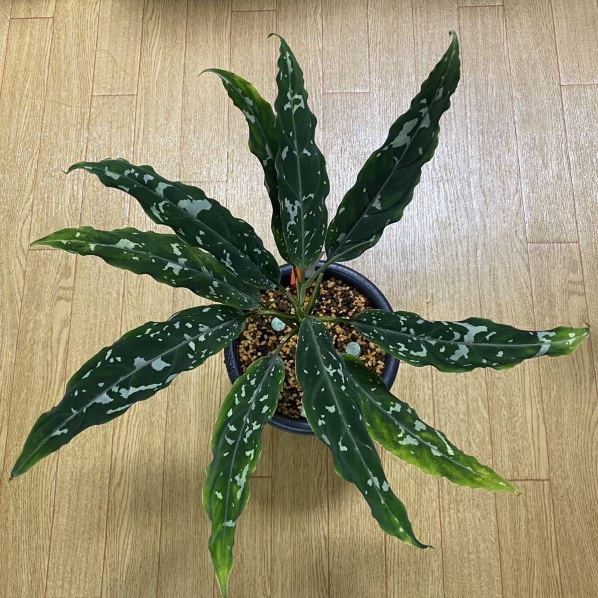 Aglaonema pictum A Galaxy Aceh sumatera【LA0313-00】天下一植物会