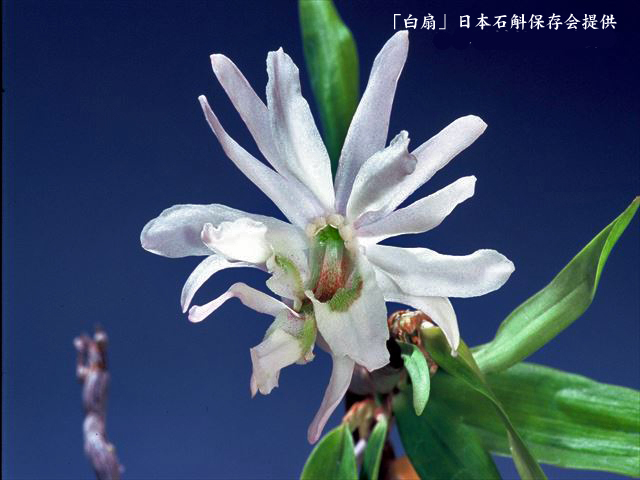♪山野草、セッコク、長生蘭 『白扇』 ♪