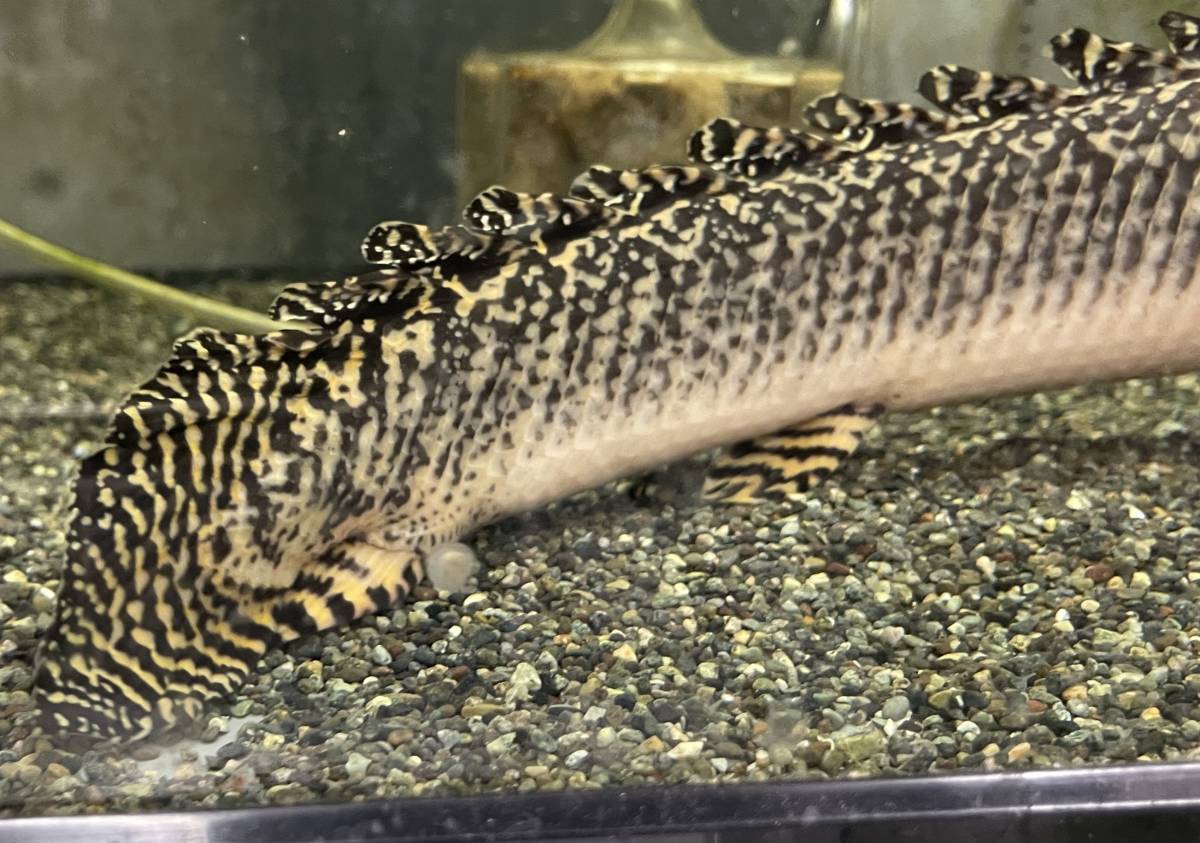 ポリプテルス・オルナティピンニスの特徴・飼育情報 – アクア 