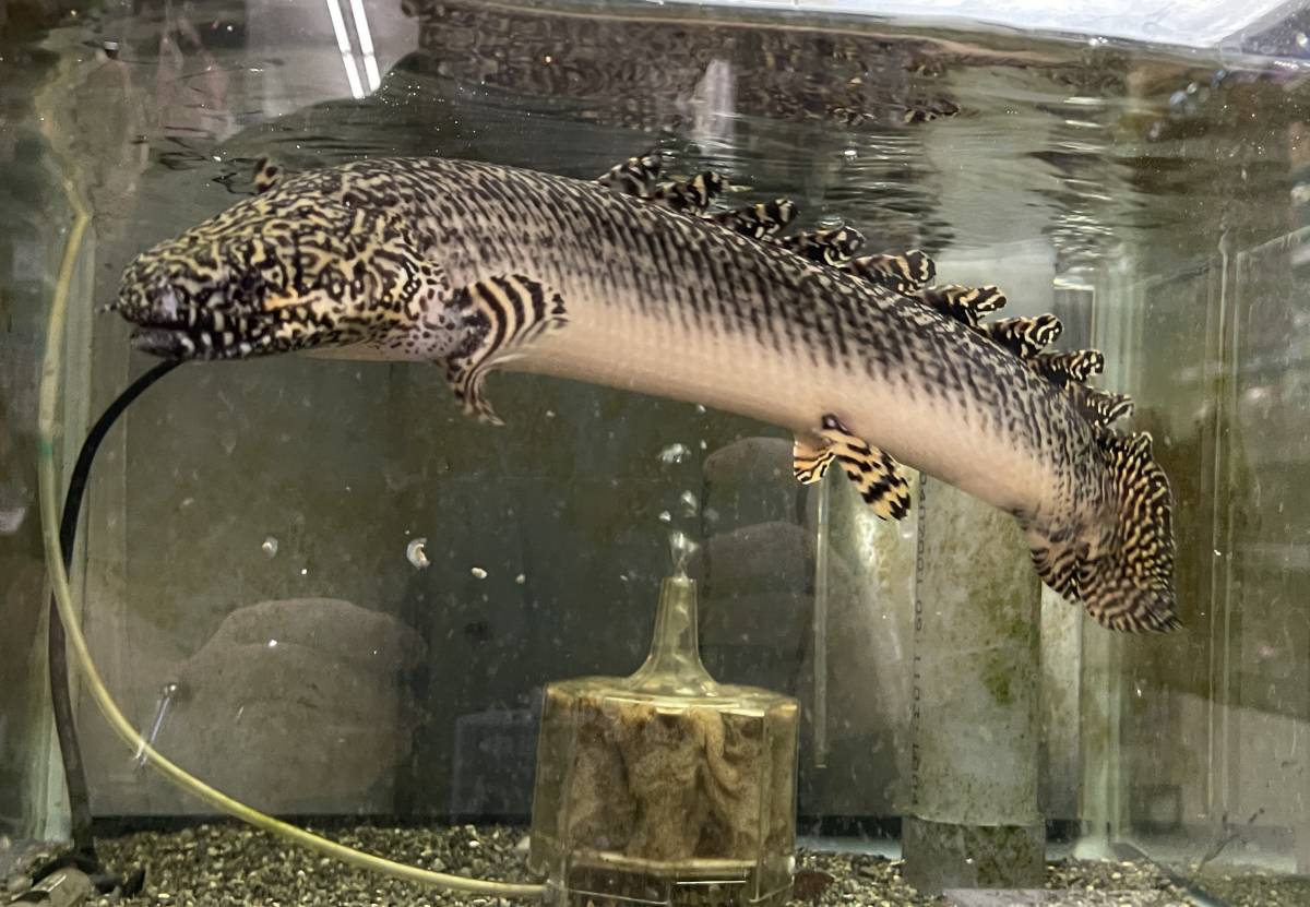 ポリプテルス・オルナティピンニスの特徴・飼育情報 – アクア 