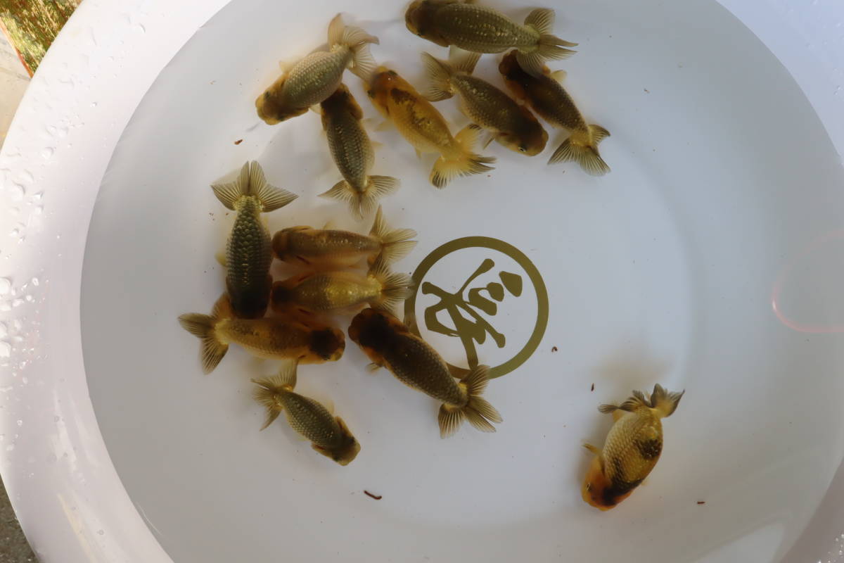 丸長 極上種魚 静岡県 有名ブリーダー作出魚 当歳魚 10 13匹 らんちゅう 売買されたオークション情報 Yahooの商品情報をアーカイブ公開 オークファン Aucfan Com