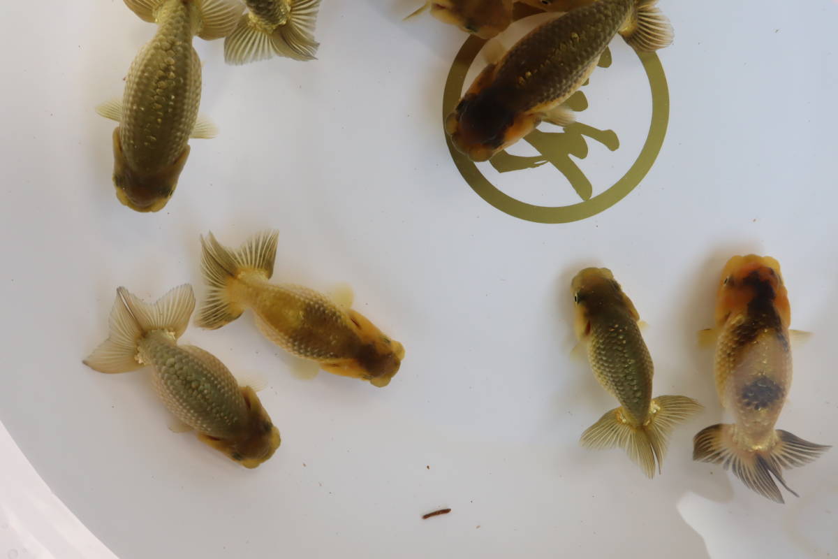 丸長 極上種魚 静岡県 有名ブリーダー作出魚 当歳魚 10 13匹 らんちゅう 売買されたオークション情報 Yahooの商品情報をアーカイブ公開 オークファン Aucfan Com