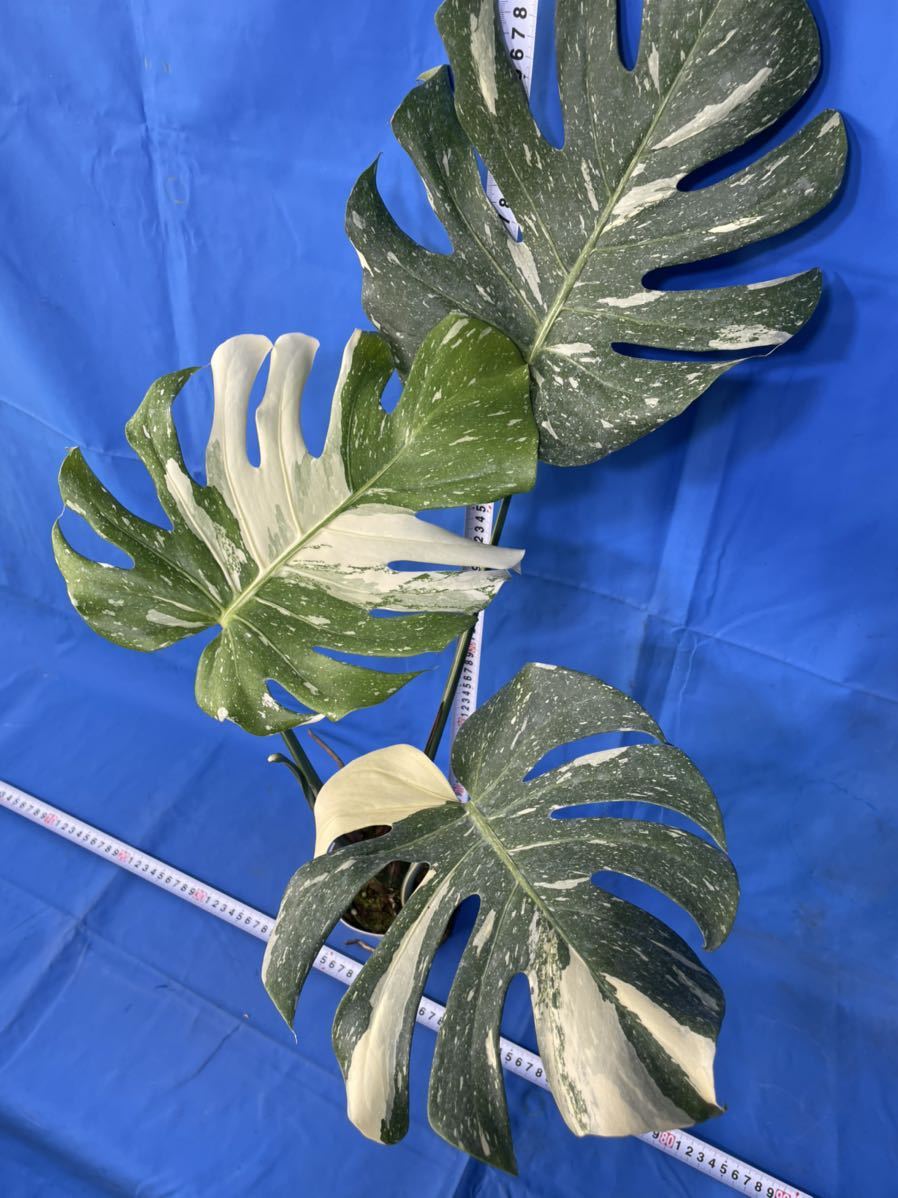 限定セール，高品質 642 斑入り モンステラ デリシオ－サ 'イエローモンスター' 'Yellow Monster' Monstera.deliciosa variegata'thaiconstellation' 特上斑り(モンステラ)｜売買されたオークション情報、yahooの モンステラ