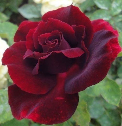 黒系バラの名花 黒真珠 バラ 売買されたオークション情報 Yahooの商品情報をアーカイブ公開 オークファン Aucfan Com