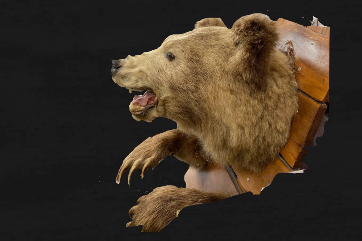 親ヒグマの剥製 壁掛け 高さ700×幅450× 奥行550 北海道夕張郡  