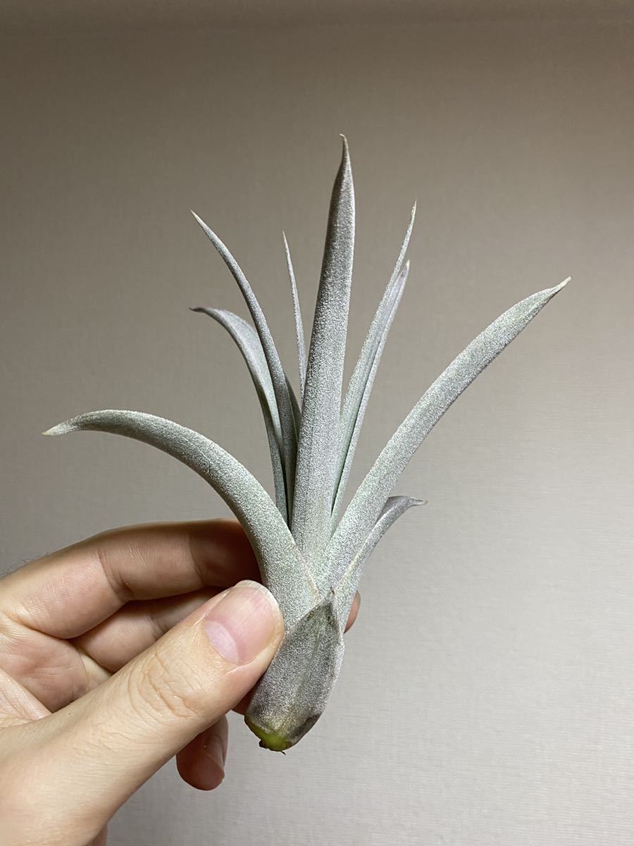 正規タグ ワイルドスワン'Wild Swan'(tillandsia チランジア Swan
