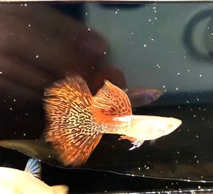 グッピーのヤフオク の相場 価格を見る ヤフオク のグッピーのオークション売買情報は1 804件が掲載されています