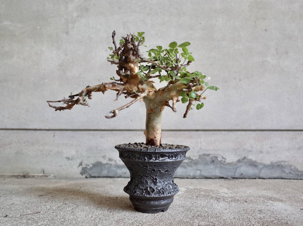 コミフォラ ストックシアナ Commiphora stocksiana 発根済 コーデック 