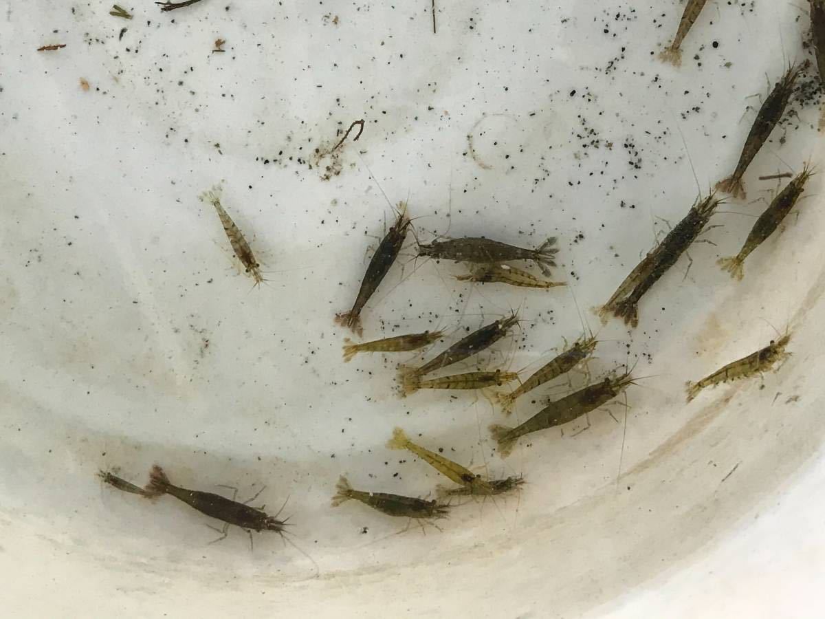 スジエビとヌマエビ 合計100匹 サイズいろいろ 飼育用餌用 川エビ 生体 釣り餌 1254 甲殻類 売買されたオークション情報 Yahooの商品情報をアーカイブ公開 オークファン Aucfan Com