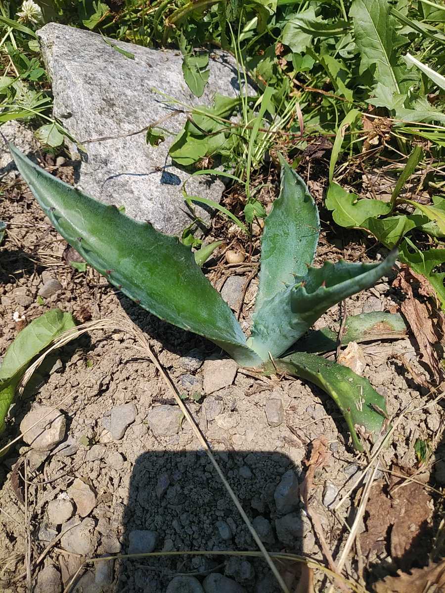 アガベ サルミアナssp.サルミアナ 優良個体 大型種 salmiana アガベ 