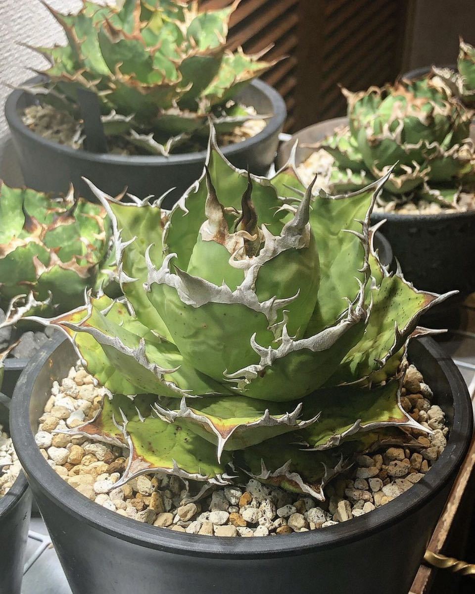7⁄15輸入 アガベ チタノタ シーザー Agave titanota caesar 子株
