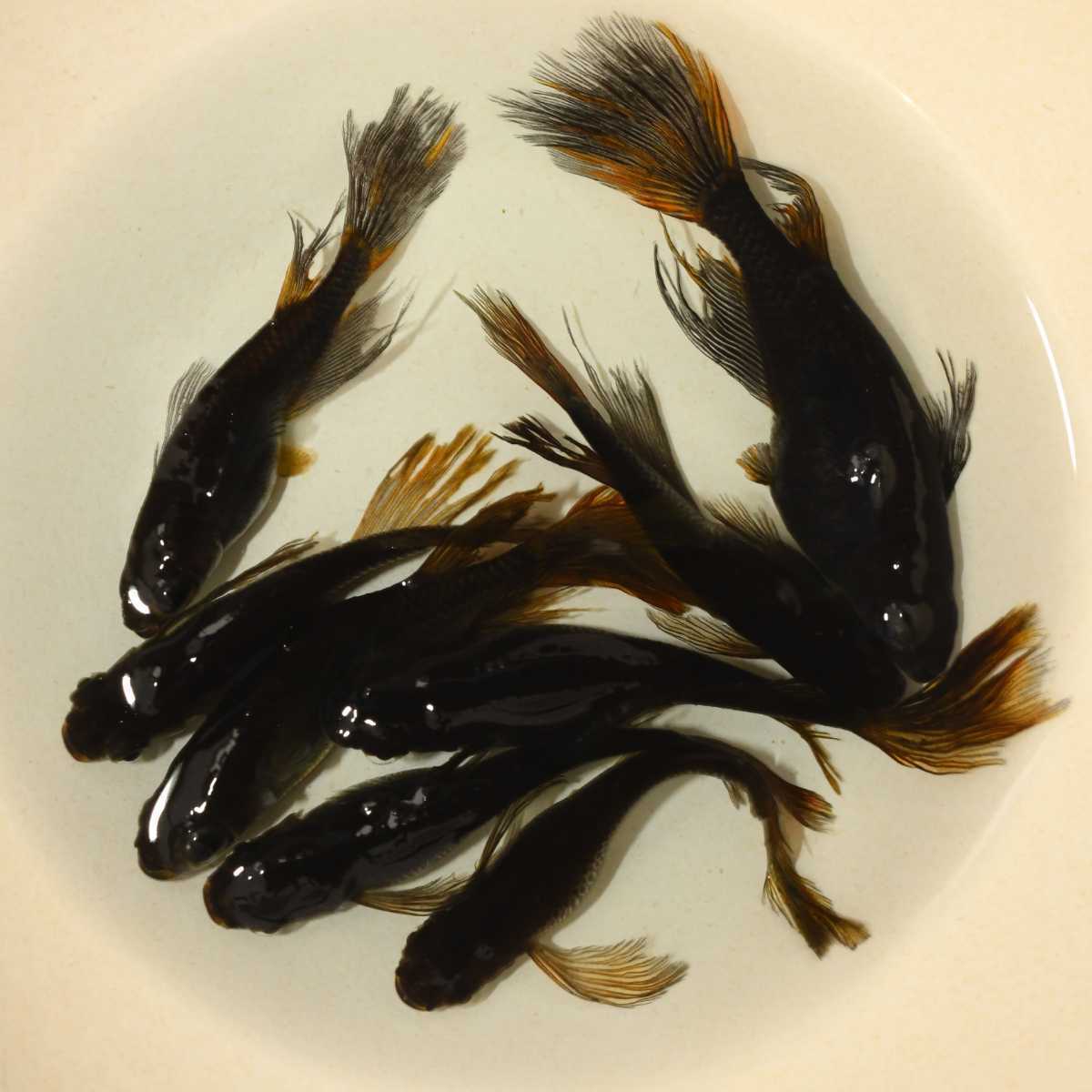 オロチメダカ 稚魚の値段と価格推移は 90件の売買情報を集計したオロチメダカ 稚魚の価格や価値の推移データを公開