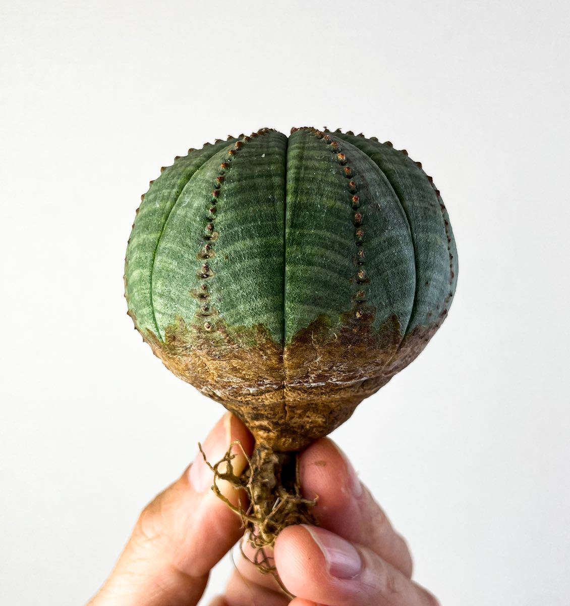 最新作，正規品 18 ユーフォルビア オベサ Euphorbia obesa サボテン 多肉植物 塊根植物 コーデックス パキポディウム アガベ(サボテン)｜売買されたオークション情報、yahooの商品情報をアーカイブ公開 - オーク サボテン