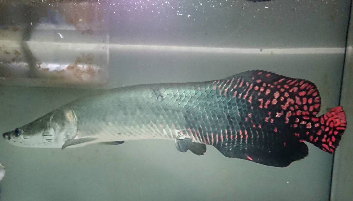 ピラルク 目測80センチ前後 世界最大の淡水魚 引き取り限定(アロワナ 
