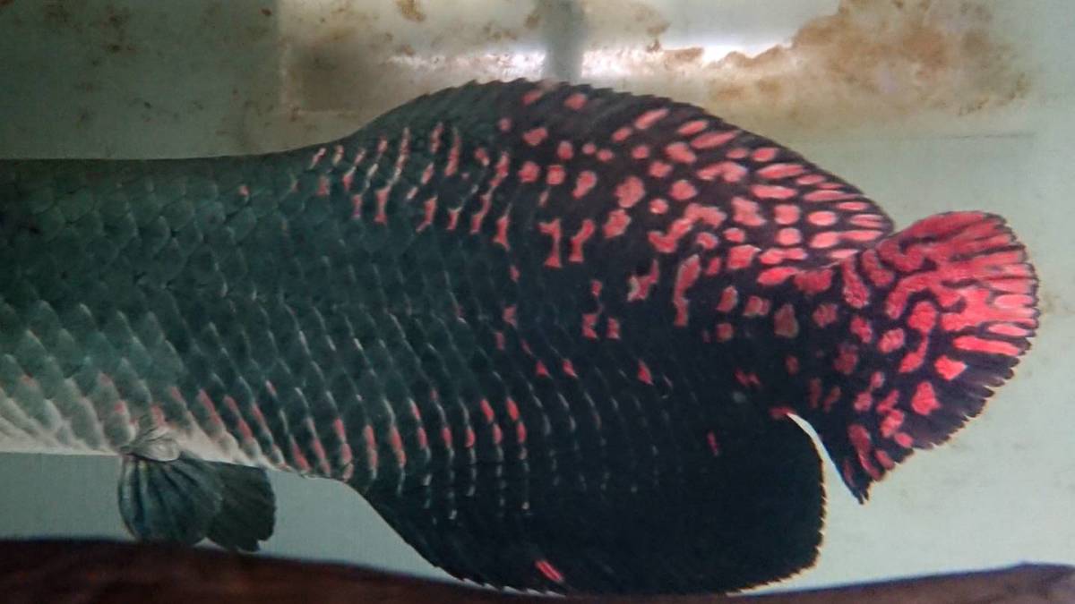 ピラルク 目測80センチ前後 世界最大の淡水魚 引き取り限定(アロワナ 