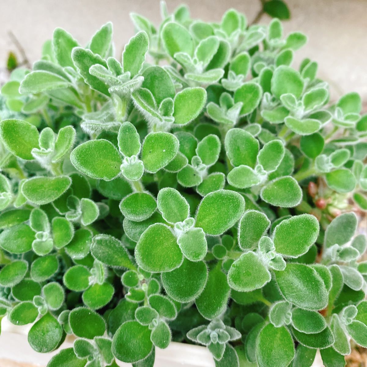 50円スタート！ もりもり パステルミント 多肉植物 カット苗 3本 