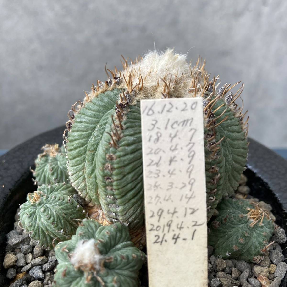 花籠 実生 大球5 5cm サボテン 多肉植物 塊根植物 Www Drmanalalmansoori Com