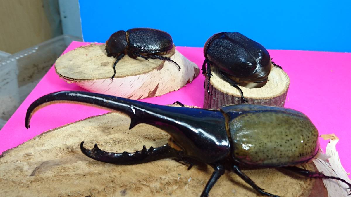 成虫163みり 162ミリ【ヘラクレス】ブリードセット 大型長角系ペア 