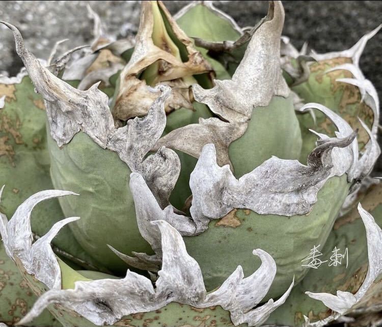 アガベ チタノタ 極上シーザー発根済み株 agave titanota caesar