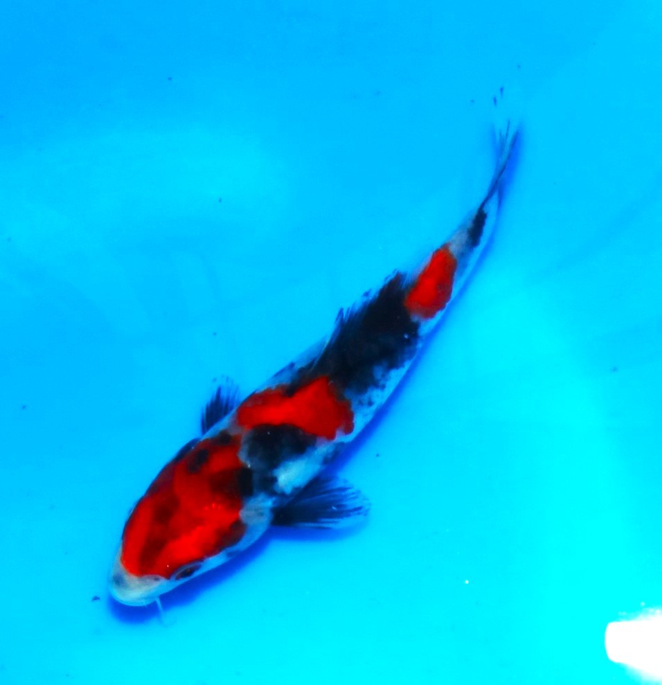 魚酔#452小西養鯉場産 紅鯉 2023年産 52cm オス 公式通販