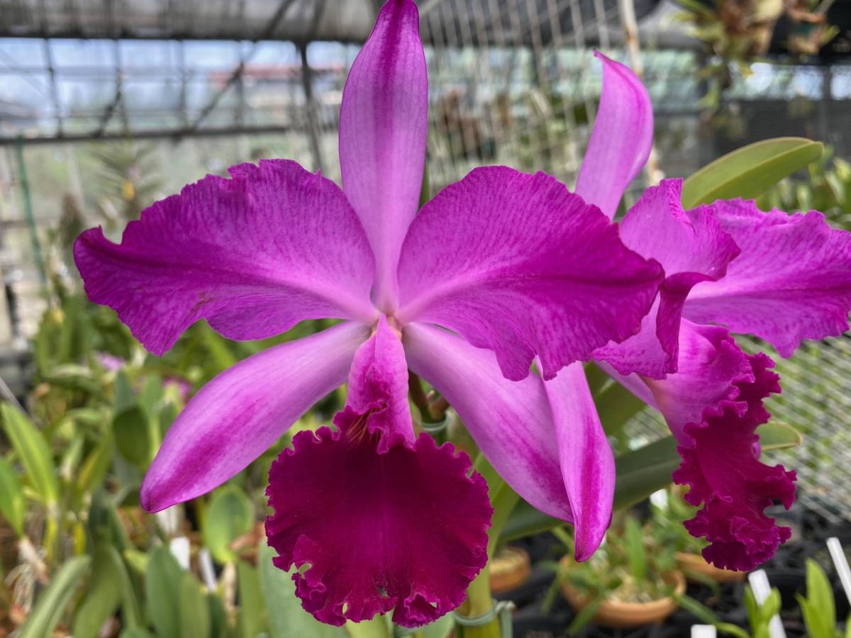 洋蘭 原種 カトレア C. labiata rubra 'Red Queen'BM/JOGA(OG) rubra
