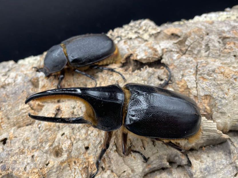 サタンオオカブト 単品 62 9月羽化 Nsburwell People Ysu Edu