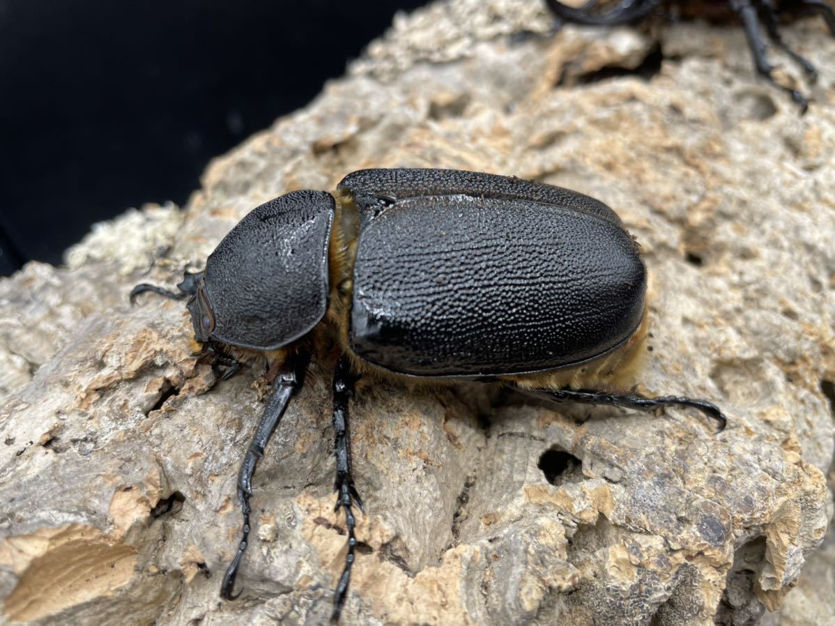 サタンオオカブト 単品 62 9月羽化 Nsburwell People Ysu Edu