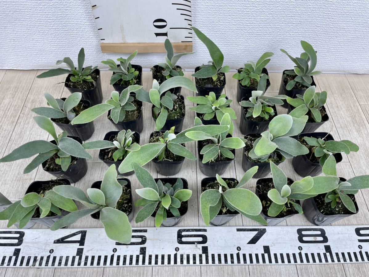 【コウモリラン・ビカクシダ（ベイチー） 2.5号　24株セット】現品