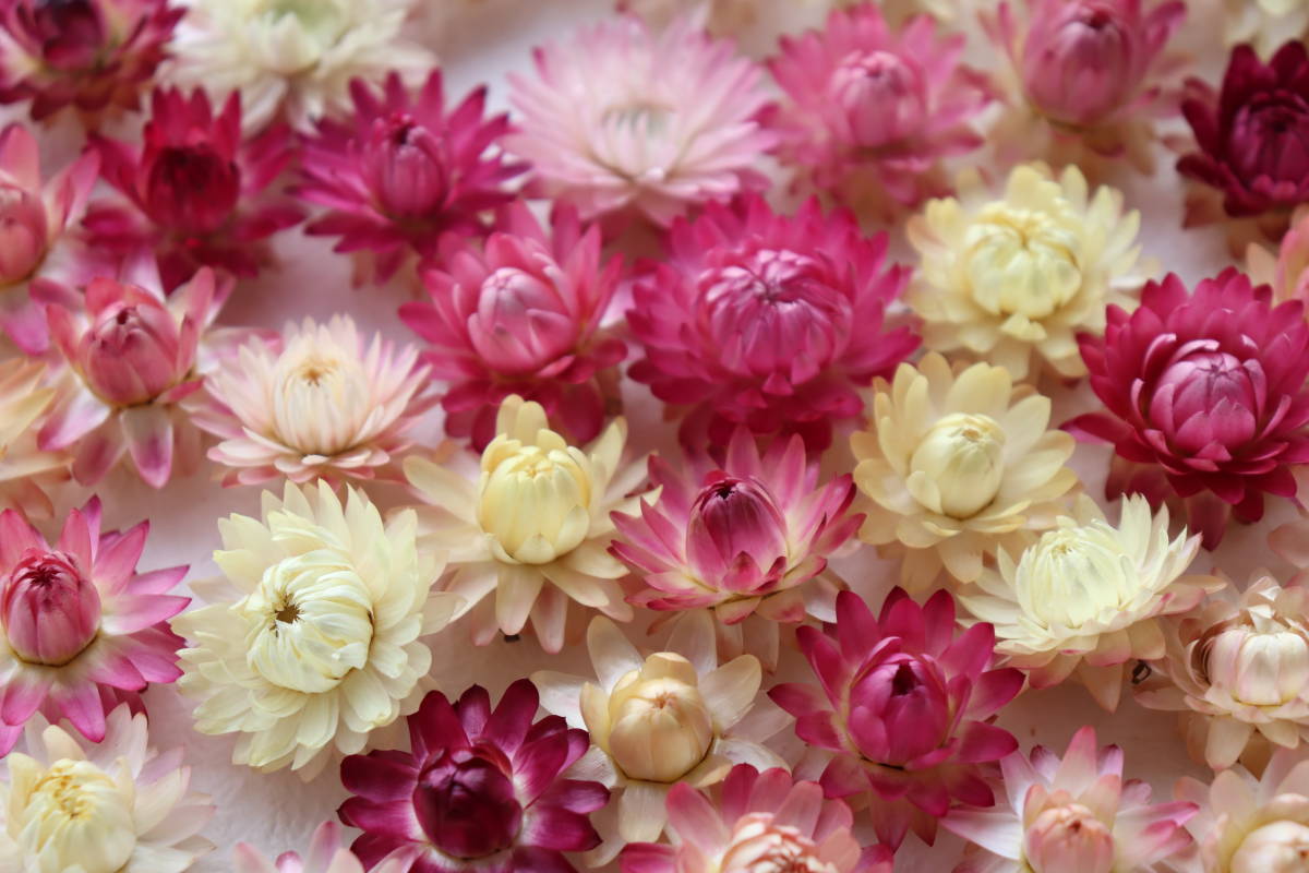 買収 即決 帝王貝細工ピンク 赤 白100個 ヘリクリサム ドライフラワー Www Direcauto Net