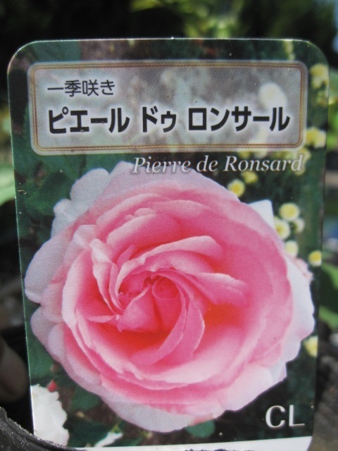 ブラン ピエール ドゥ バラ ロンサール7号長尺 京成バラ園芸 薔薇 鉢植え 22a W新作送料無料 ドゥ